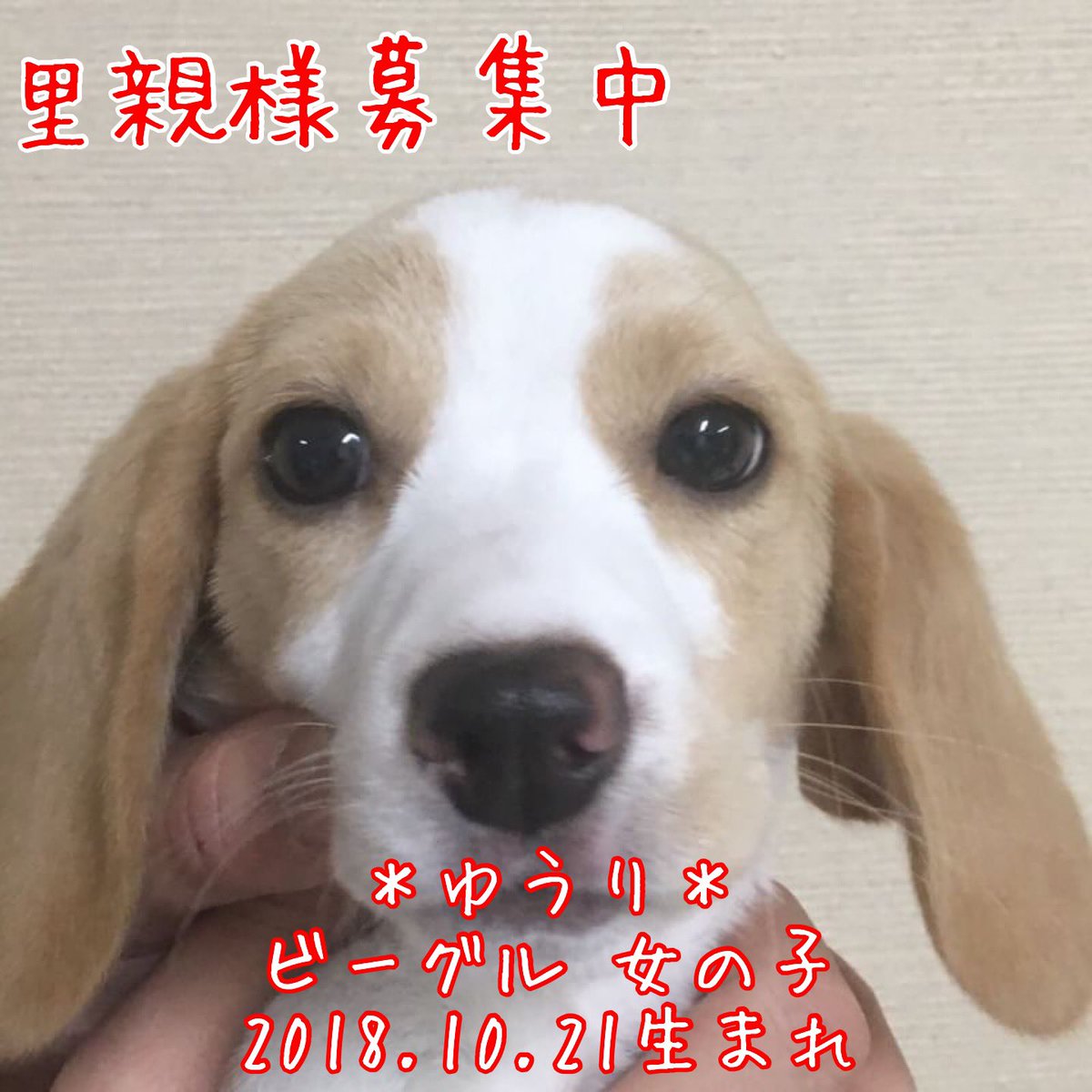 保護犬カフェ 鶴橋店 Twitterissa 里親様募集中 本日保護の仔犬ちゃん 里親様募集中です 店舗移動の可能性もございますので お問い合わせはお電話にてお願いします 06 4309 8715 里親募集中 保護犬カフェ鶴橋店 保護犬 犬 ビーグル ミニチュア