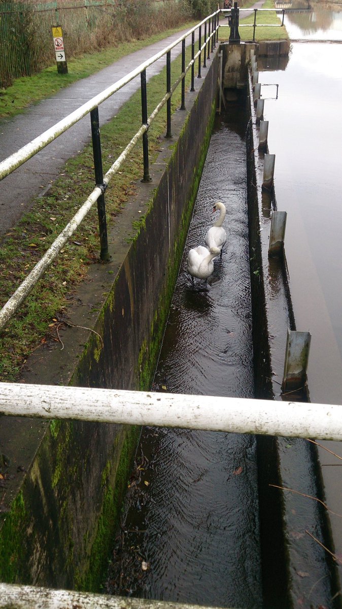 SweatyBetts's tweet photo. @Natures_Voice @StaffsWildlife I think these swans may be stuck in the canal overflow.  Been there for hours and see distressed.  It's just past Westport on the way to Harecastle https://t.co/JRFEyk51eK