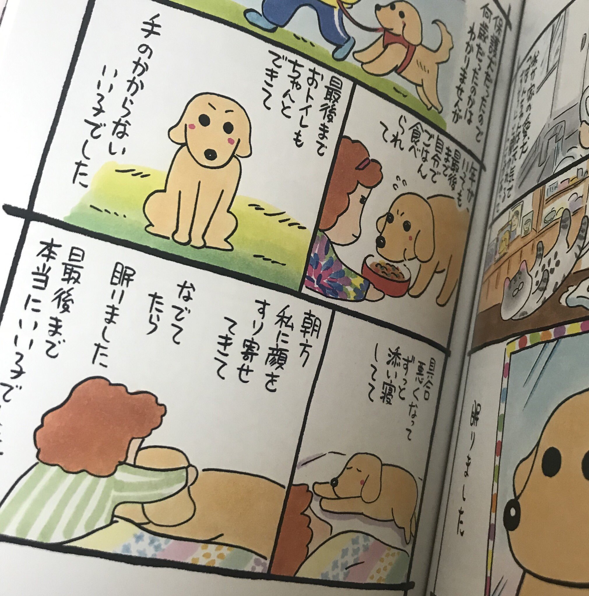 きいろ 💛🐾🍋 on X: きいろ 💛🐾🍋 on X: