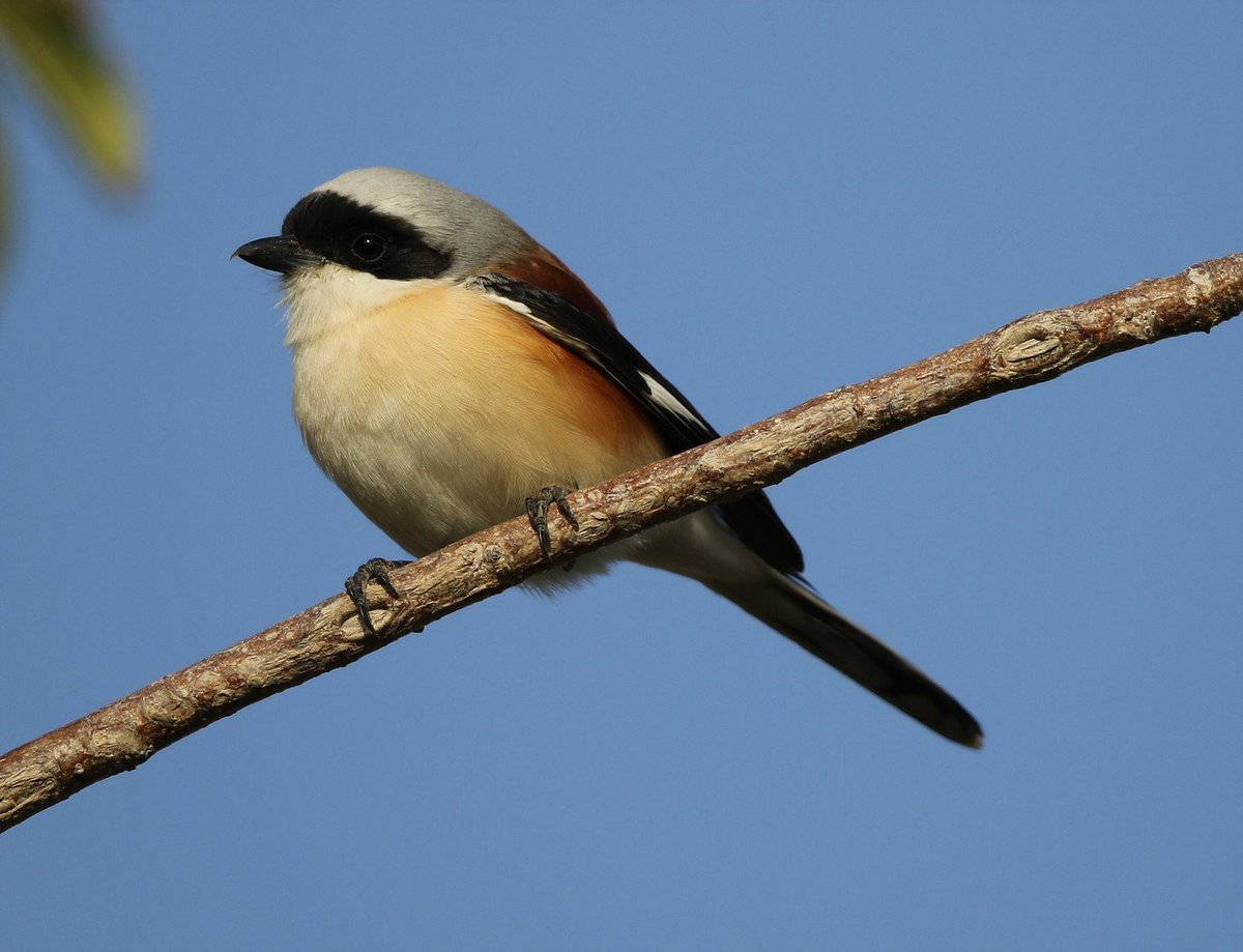 UAEbirding_com's tweet photo. Bay-backed Shrike in Dubai Safari Park today https://t.co/4HBa8djR9i