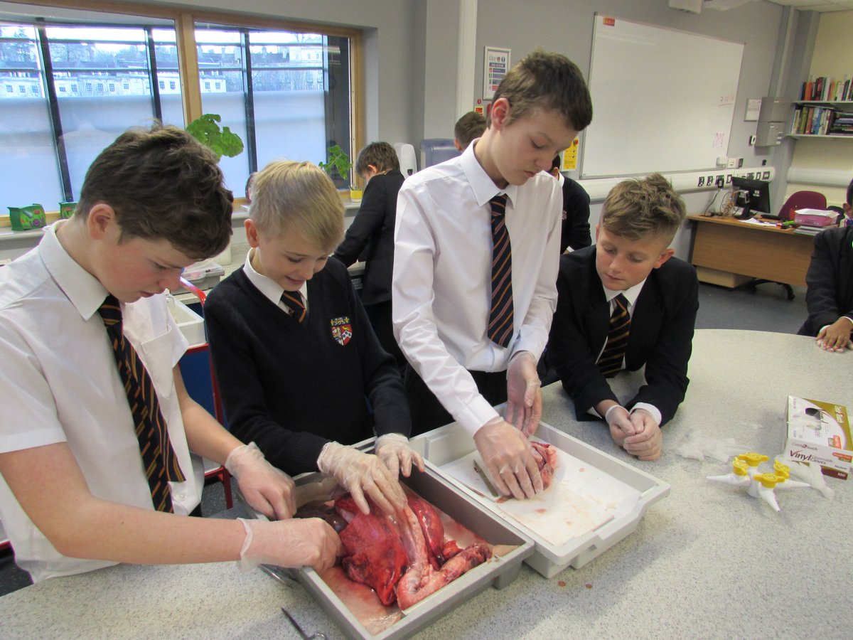 QehScience's tweet photo. What does the circulatory system really look like?
9T looked in detail at a pluck in biology with @MissIzz_Physics last week and had a go at dissecting a heart. Notice how thick the left ventricle wall is, why do you think this is? #dissectiontime #biology #practicalskills https://t.co/Lr4xQFXder