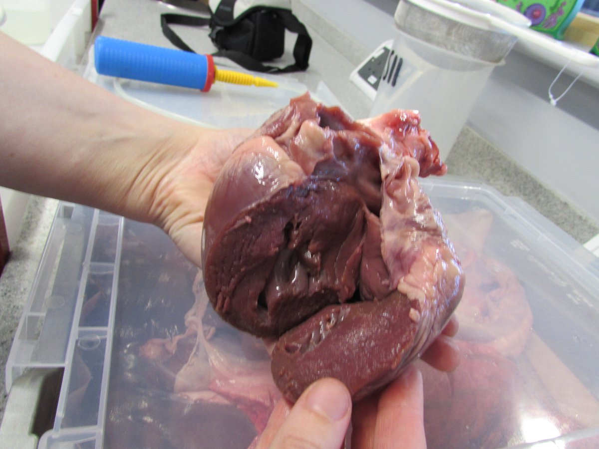 QehScience's tweet photo. What does the circulatory system really look like?
9T looked in detail at a pluck in biology with @MissIzz_Physics last week and had a go at dissecting a heart. Notice how thick the left ventricle wall is, why do you think this is? #dissectiontime #biology #practicalskills https://t.co/Lr4xQFXder