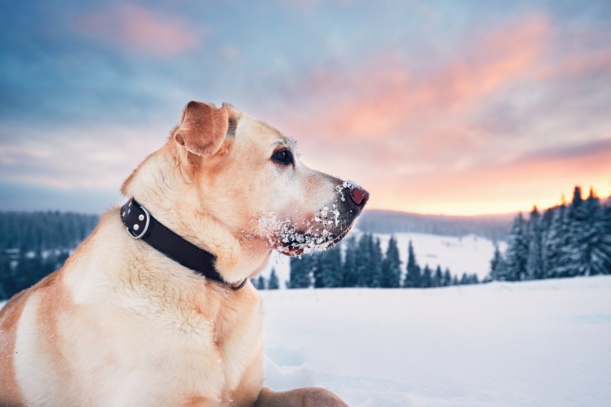 JustLabs's tweet photo. 5 Winter Myths Busted! #Labradorlove #dogsinwinter #dogownership #justlabs https://t.co/FjRqQWpf30 https://t.co/2NTvZsdVDf