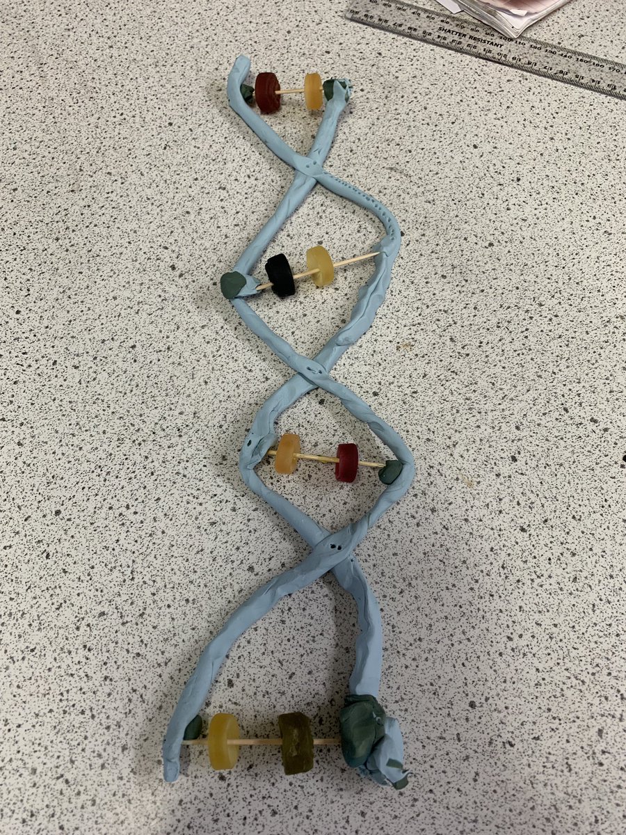 Mr_SharpUCC's tweet photo. Making DNA 🧬 models with year 8 #DNA #science https://t.co/O3oiP904Ve