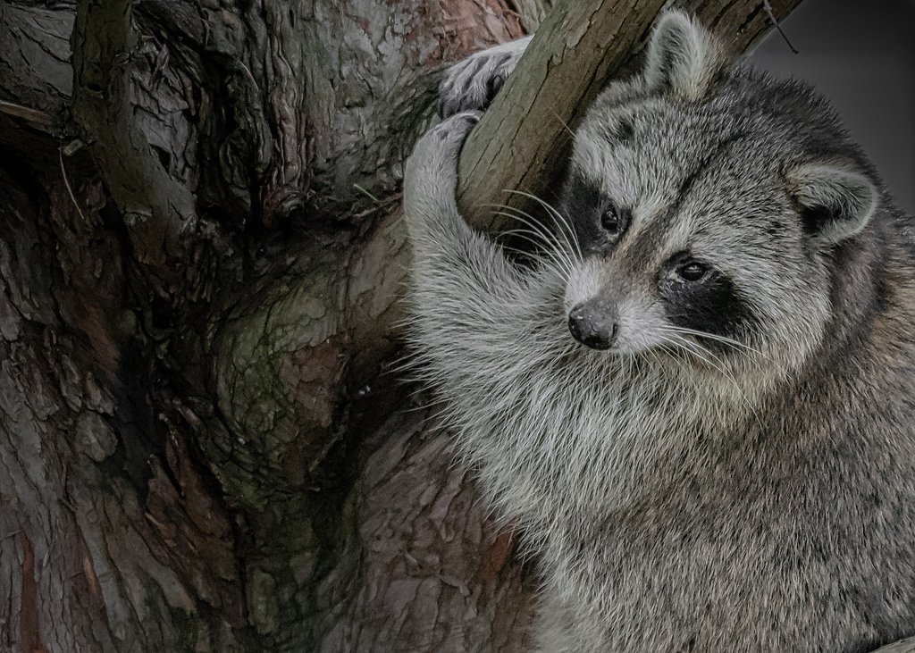 synectics's tweet photo. Animal Portraits - Raccoon Redux, my new picture on #Flickr https://t.co/Nff7t9cWEy #Photography https://t.co/bDI8J5vDWy