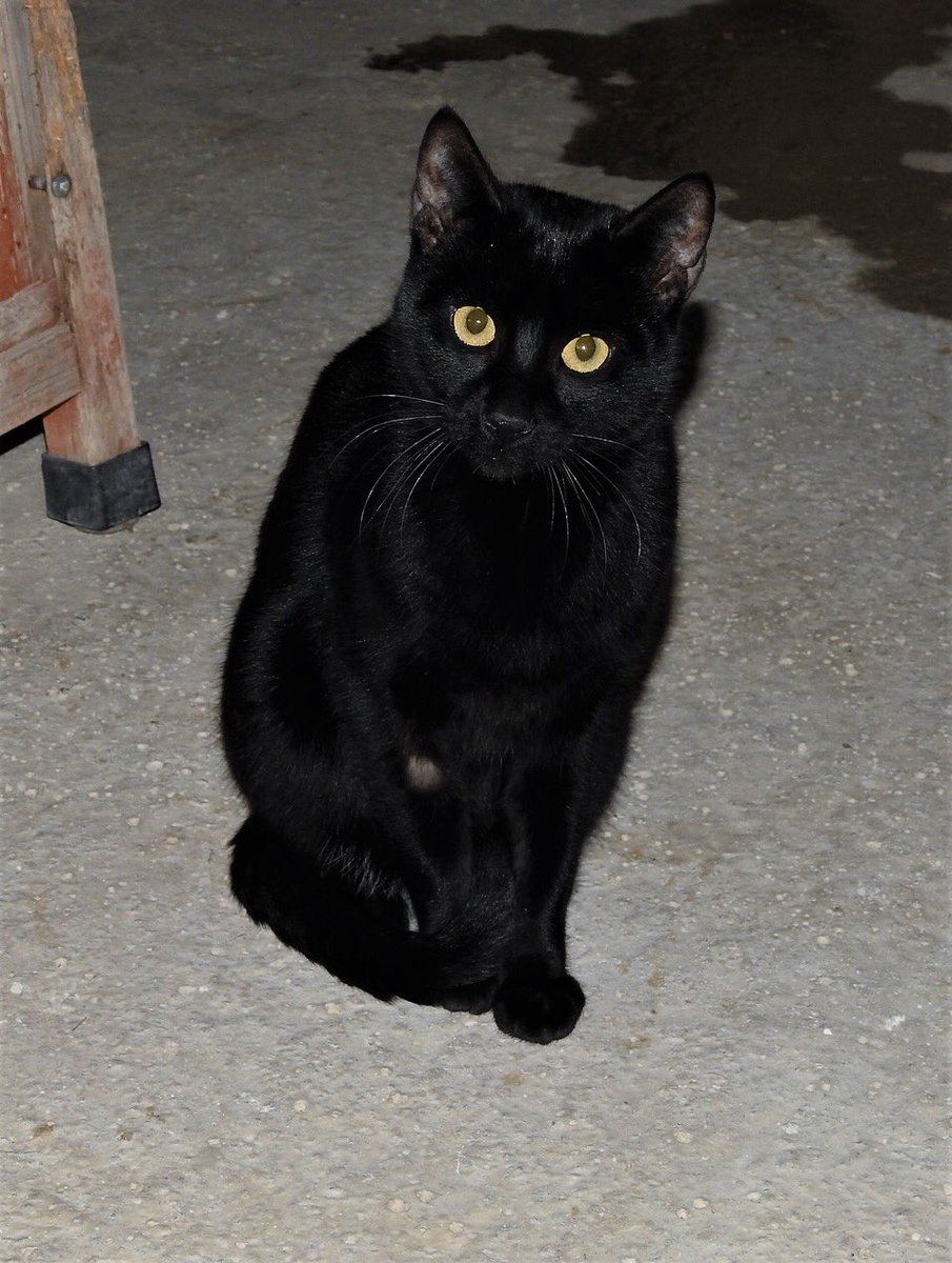 protemalaga's tweet photo. Homer, Lisa y Marge fueron abandonados juntos en un transportín en la calle. Estas tres panteritas son súper cariñosas y están muy necesitados de amor. ¿Les das una oportunidad? +Info: gatos@protectoramalaga.com https://t.co/vnOsyNdicV