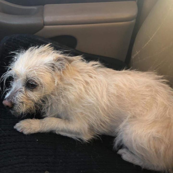 Lost Dogs Arizona On Twitter Https T Co Tmc1kdozdt Found Dog