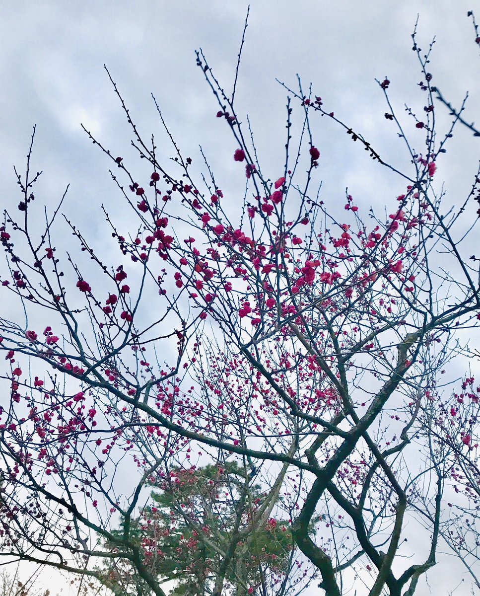 すべての花の画像 上春 赤い花の咲く木