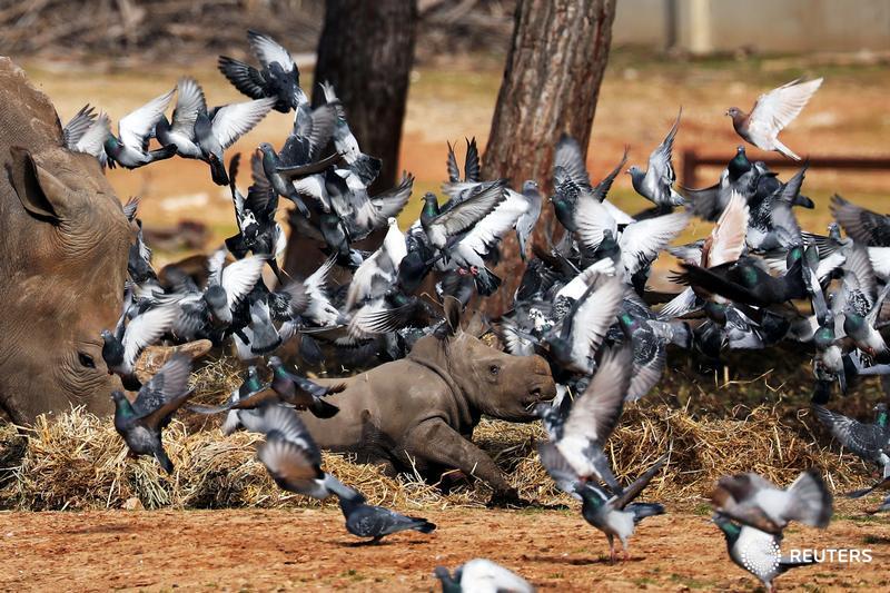 Pigeons fly as a white rhinoceros, named Karen Peles, stands next to her 3-week old calf at the Safari Zoo in Israel, and more photos of the day: http://reut.rs/2sFhW7O 📷 Corinna Kern