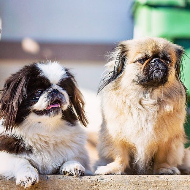 PetVetOnPatton's tweet photo. Don’t worry that your dog never listens to you,
worry that they’re always watching 🧐
🐶🐶: Milli & Franklin
#dogwatching #dailyfluff
.
.
.
.
.
#petvetonpatton #fotobycoco #asheville #ashevilledog #ashevillelifestyle #828isgreat #doggiedaycare #theweekoninstagram #dogcrushdaily… https://t.co/3ZAInFx1at