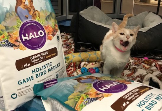halopets's tweet photo. Don't forget that you can help feed shelter #cats like the ones at #Charleston Animal Society (@Adoptatcas) by playing today's @Freekibble trivia! https://t.co/xdkJI920sO #HaloFeeditForward #TuesdayTrivia https://t.co/XldzQsLQH8