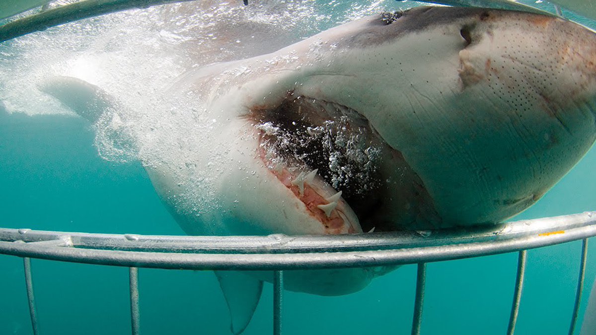 Get face to face with a #GreatWhiteShark, one of the ocean’s most famous predators, during this heart-pounding 6-hour shark cage dive from @CapeTown. If you are an Adventurous person, you can try this one @sharkcagediving @GreatWhiteSnark #adventure #ItsMySouthAfrica #Travel
