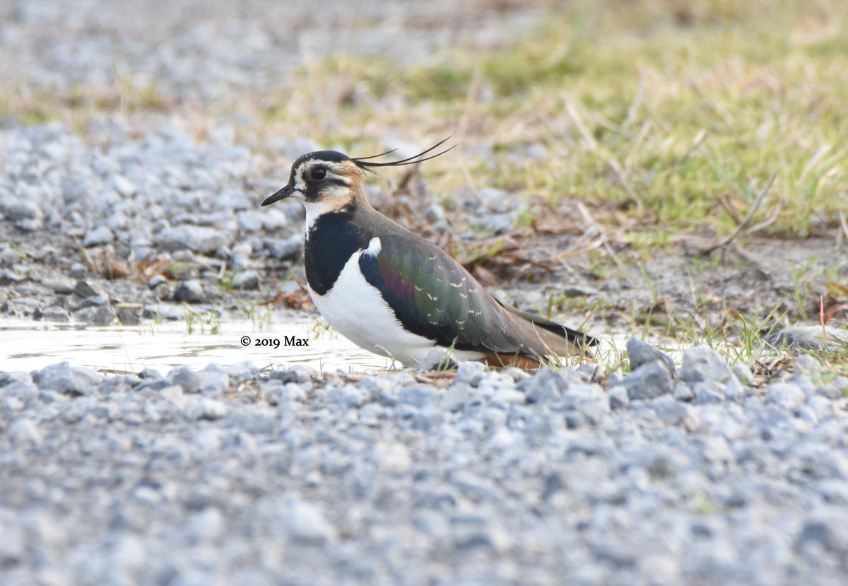 wildlifetwitch's tweet photo. Bathing Northern Lapwing from my trip to Kyushu last week https://t.co/nc9Aso1gY3