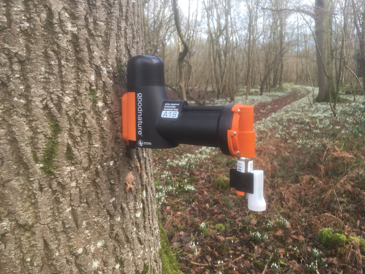 Starting our grey squirrel campaign with a @goodnaturetraps A18. <a href="/Sparsholt_Coll/">Sparsholt College</a> game students impressed at how easy it was to deploy. Time will tell whether it reduces the population.