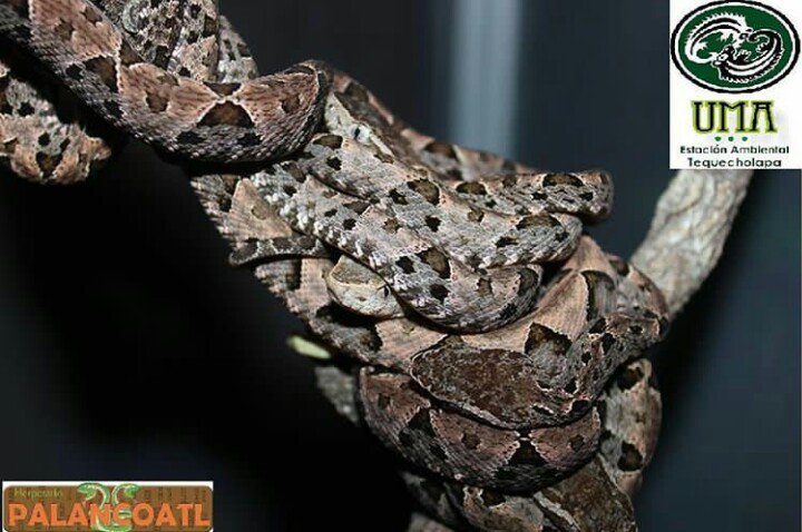 palancoatl's tweet photo. Crías de Nauyaca (Bothrops asper). Ejemplares en cautiverio en la UMA Estación Ambiental Tequecholapa.

Serpiente venenosa, las crías nacen de 30 cm, los adultos alcanzan 2.50 m de largo.

#Bothropsasper
#Bothrops
#Herpetariopalancoatl 
#Palancoatl https://t.co/xKXgMnnNfr