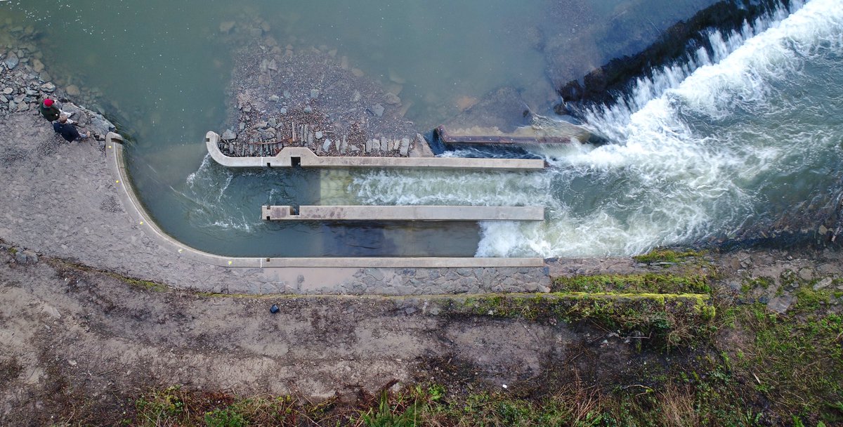 ChrisBaingerEA's tweet photo. Great work @severnrivers managed to escape the office and have a little play with your new #fishpass River #Teme #Ludlow #Shropshire A great result of partnership working to finally unlock this #barriertomigration
@FishtekConsult @fishmigration https://t.co/4tlAMxIZ2M