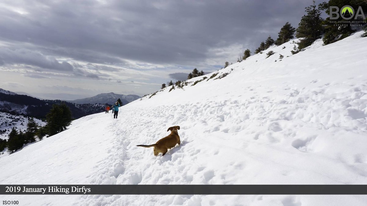 BOAACTIVITIES's tweet photo. Follow the leader! 🐕
#baseoutdooractivities #dogsofinstagram #snow #hiking #outdooractivities #explorenature #travel #excited #alternativetourism #greece #dirfis #snowball #playing #dog #puppy #extreme #travelingwithdogs #playinginthesnow #happiness https://t.co/dAKIVDJS8G