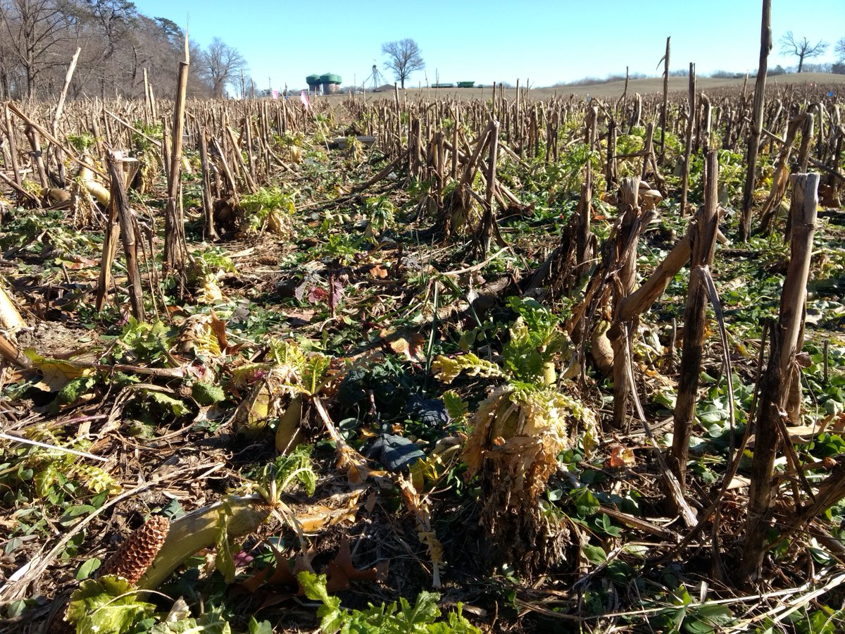 Got down to 10 F (-12 C) again, radishes should be done, but the other 11 species will carry on. Overseeded into corn in early July, germinated with rain in late July. Data shows little nitrate escaping over winter compared to October-planted covers. Red clover will be a bonus.