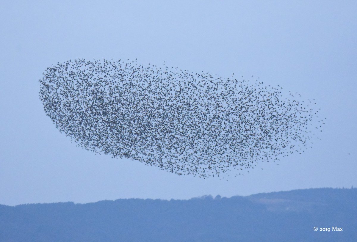 wildlifetwitch's tweet photo. A huge flock of Baikal Teal, Nagasaki. It moves like a single creature... https://t.co/Q2CFZlGG4q