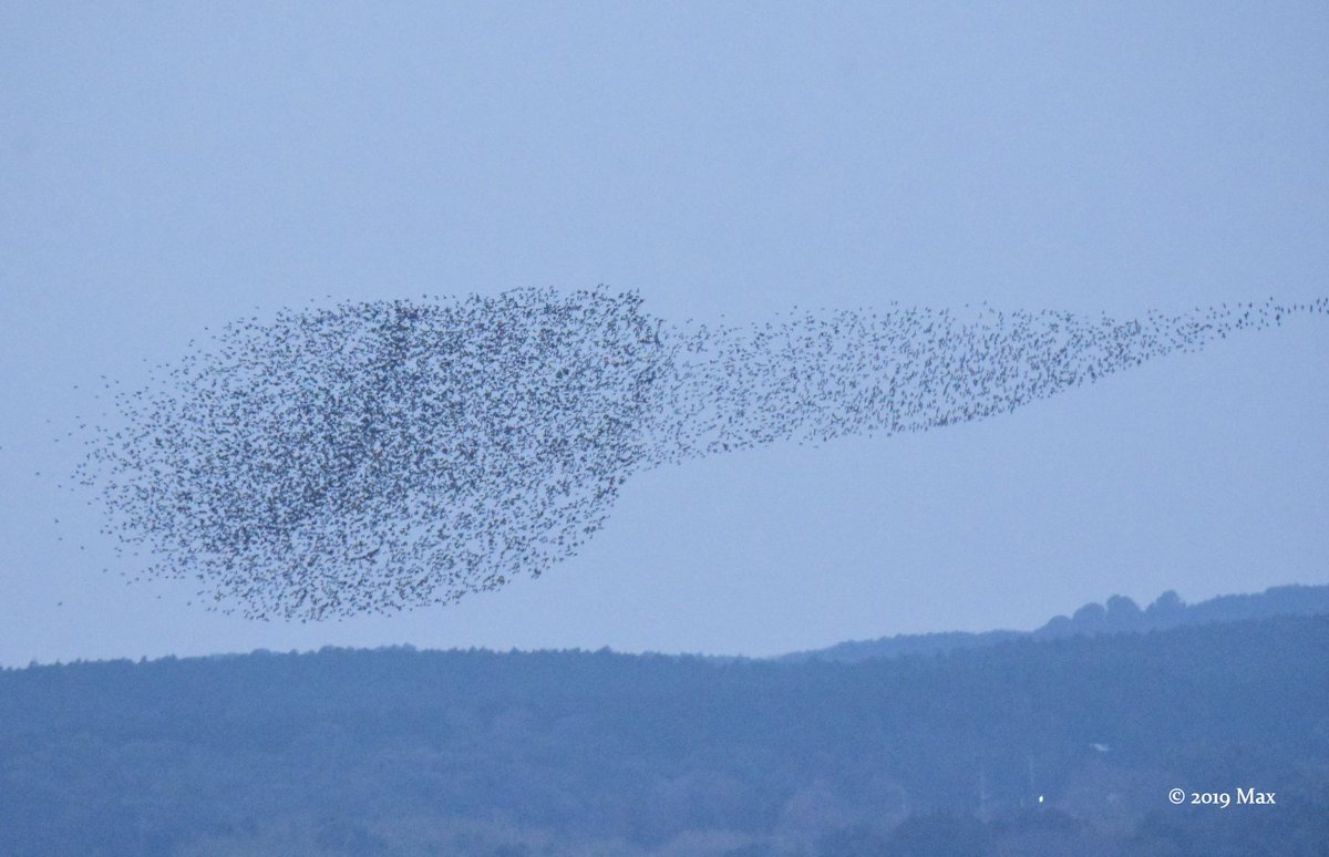 wildlifetwitch's tweet photo. A huge flock of Baikal Teal, Nagasaki. It moves like a single creature... https://t.co/Q2CFZlGG4q