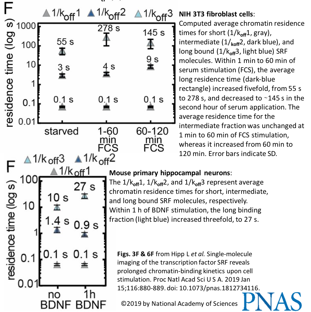 BiomedRevon's tweet photo. #Celltype-independent #transcriptionfactor–DNA binding patterns? Serum-response TF shows general #genepromoter occupancy oscillations: short–intermediate–long-binding molecule groups. Central #cellsignaling axes(#MAPK, Rho/#actin)impact specific bdg phases.https://t.co/lBhZ5xoH9Q https://t.co/OFLAeDAD7U