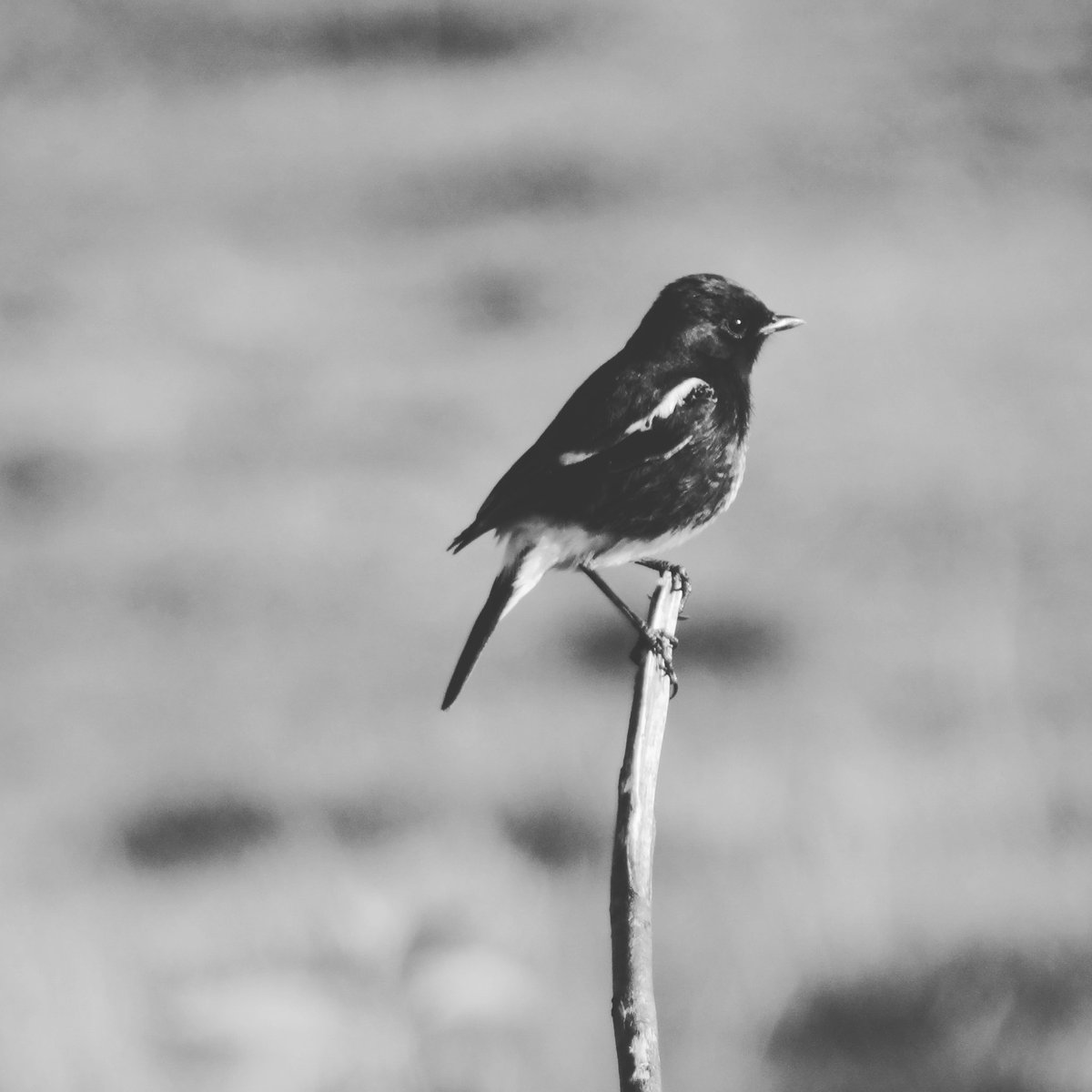 AlamJungli's tweet photo. Your welcome in Bird watching in Western Himalaya Uttarakhand
Pied Bushchat Saxicola caprata
Contact: 7500987892
taukeeralamlodha@gmail.com
#eBird #birdwatching
#national_park
#himalaya
#foothils
# watland
#mixforest
#wildlife_santury
#dslrofficial #bestbirdshots #hills https://t.co/NYmIU68PrY