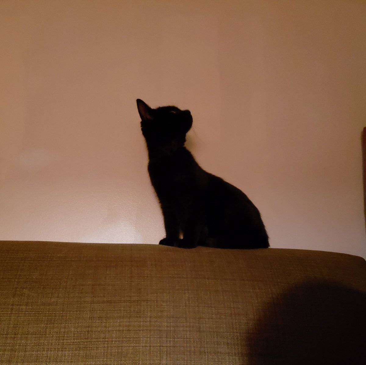 She decided to get adventurous last night. I got about 4 hours of sleep.But she ate and peed and pooped and I have never been more relieved to watch a living creature drop a turd in my room.