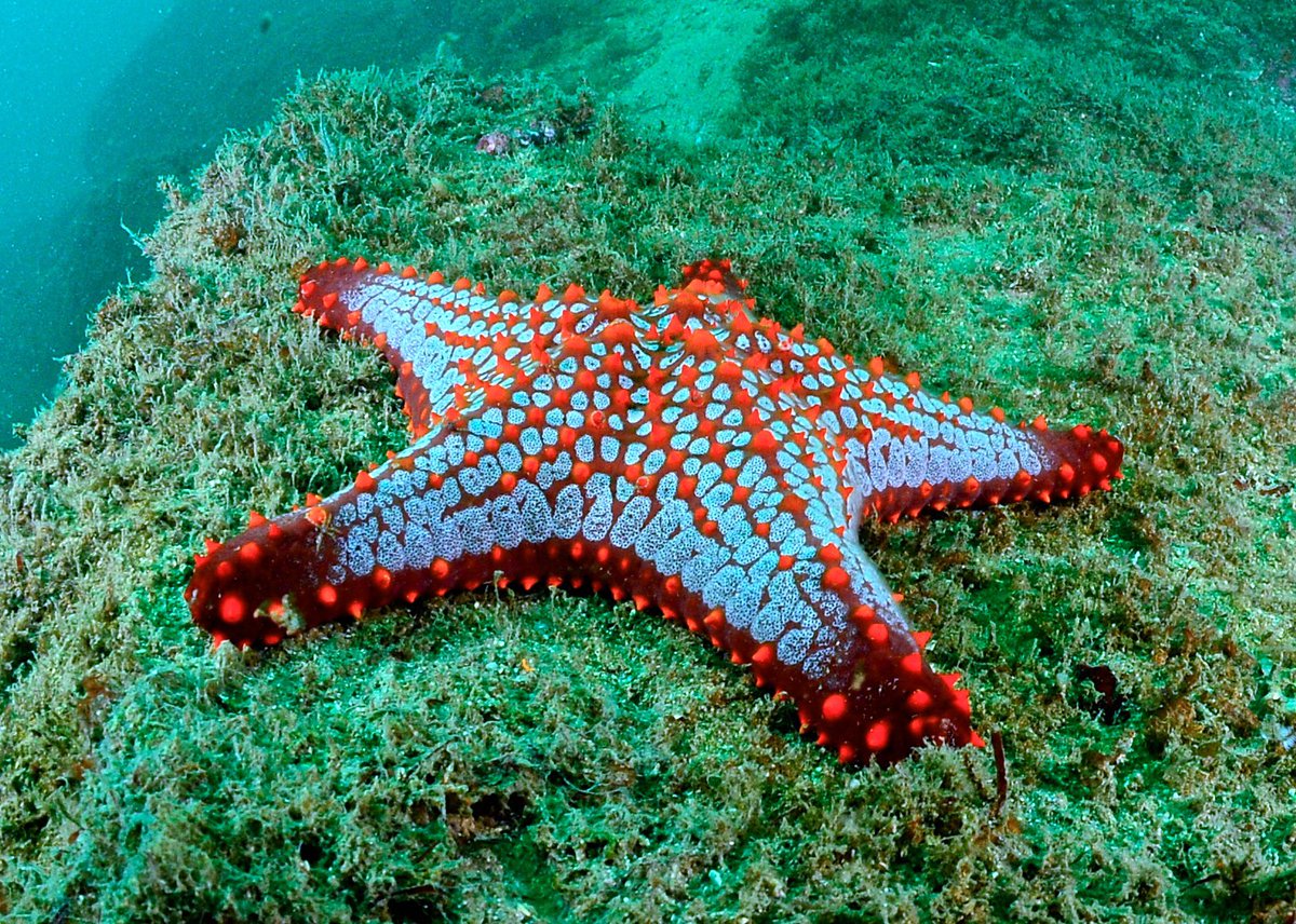 Acapulco's tweet photo. Quien desee adentrarse en las profundidades de las aguas porteñas el #Buceo es su opción. Existen algunos lugares como la Piedra Blanca de la Roqueta, el bajo de la Yerbabuena, el Corsario, entre muchos otros en donde podrán practicar este fantástico deporte. 

#PuenteEnAcapulco https://t.co/u831L1Q1P5