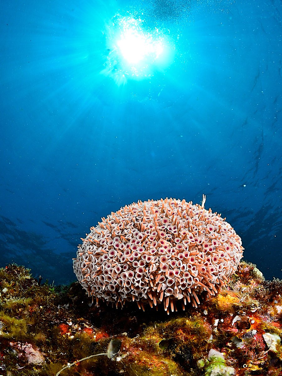 Acapulco's tweet photo. Quien desee adentrarse en las profundidades de las aguas porteñas el #Buceo es su opción. Existen algunos lugares como la Piedra Blanca de la Roqueta, el bajo de la Yerbabuena, el Corsario, entre muchos otros en donde podrán practicar este fantástico deporte. 

#PuenteEnAcapulco https://t.co/u831L1Q1P5