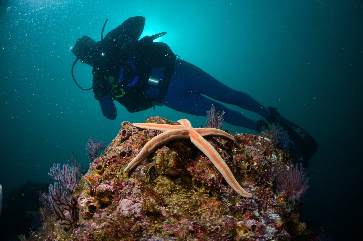 Acapulco's tweet photo. Quien desee adentrarse en las profundidades de las aguas porteñas el #Buceo es su opción. Existen algunos lugares como la Piedra Blanca de la Roqueta, el bajo de la Yerbabuena, el Corsario, entre muchos otros en donde podrán practicar este fantástico deporte. 

#PuenteEnAcapulco https://t.co/u831L1Q1P5