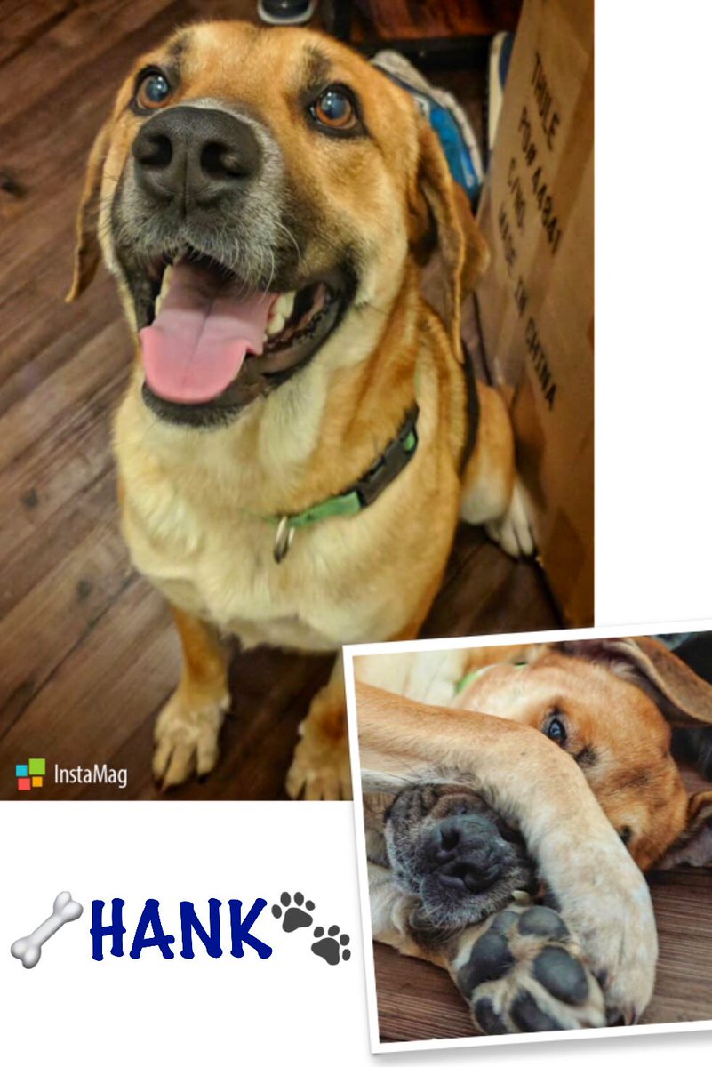 Funding4Fido's tweet photo. Sweet Hank is looking for a foster or forever home.

🐶Dog friendly 
👫People friendly 
👧🏽Kid friendly 
🐾Walks well on leash 
🏠Potty trained 
🔲Crate trained 
💉UTD on shots 
✂️Neutered 
🧸Snuggler 

Contact Funding4Fido@gmail.com if you are interested in fostering or adopting. https://t.co/XkkbQX5WS8