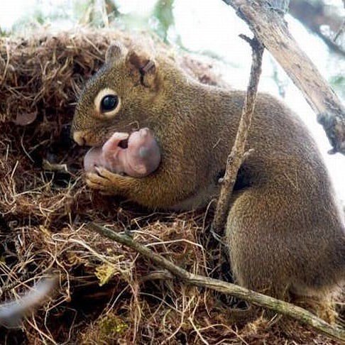Squirrels will often adopt another squirrel’s baby if its parents die or are unable to care for it. :)