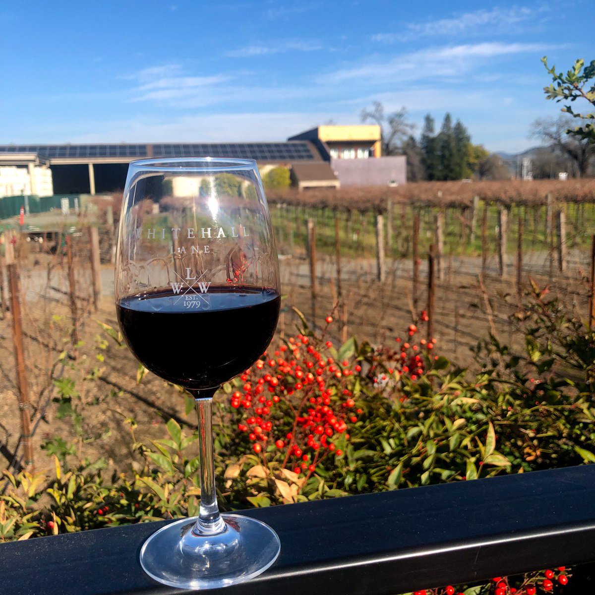 Whitehalllane's tweet photo. ❗️Vineyard Update❗️We are soaking up the beautiful sunshine after a beautiful winter weekend. This is the perfect time of year to visit Napa Valley and enjoy it like a local.
🍷
https://t.co/bsJfPOF24N https://t.co/m8cl6a9kdi