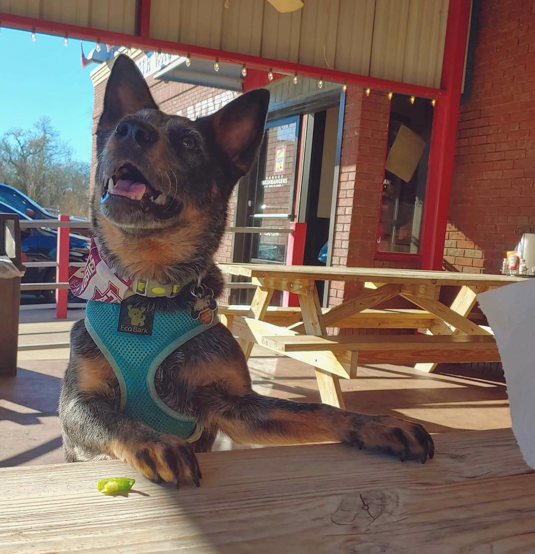 Washbangers's tweet photo. "the humans always order extra fries. i like it here. it smells like yummy burgers!" - our most loyal customer, Captain

 #hangatharveys #barkatharveys 

📸 : IG Captain_ofyourheart https://t.co/45lnvrVFCr