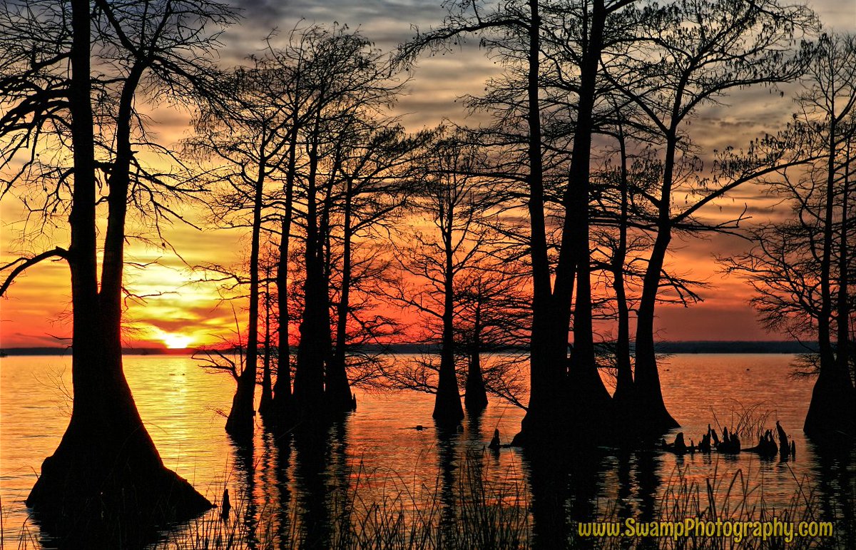 TxTravelTalk's tweet photo. Uncertain if #BigFoot exists? No matter better place to investigate this mystery than #CaddoLake in #UncertainTX? If your hobbies tend a little more traditional, hunting & fishing abound.
#TexasTravelTalk #365daysofTexasTravel #TexasTravelTalk🚗
https://t.co/lrIzkS51h0 https://t.co/C7LCMOA8ZC