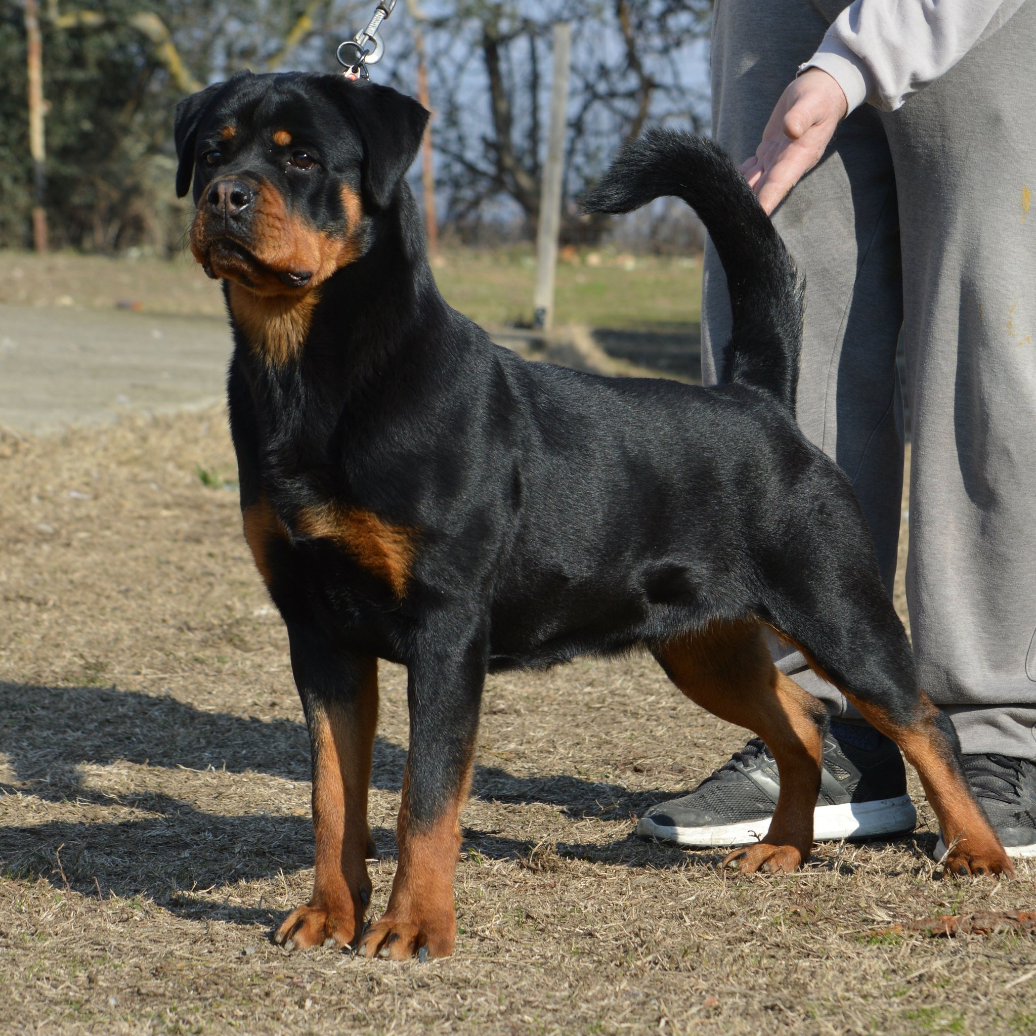 fci rottweiler