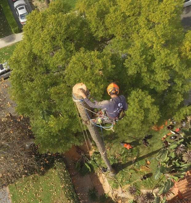 Ain't no tree high enough✊🏻