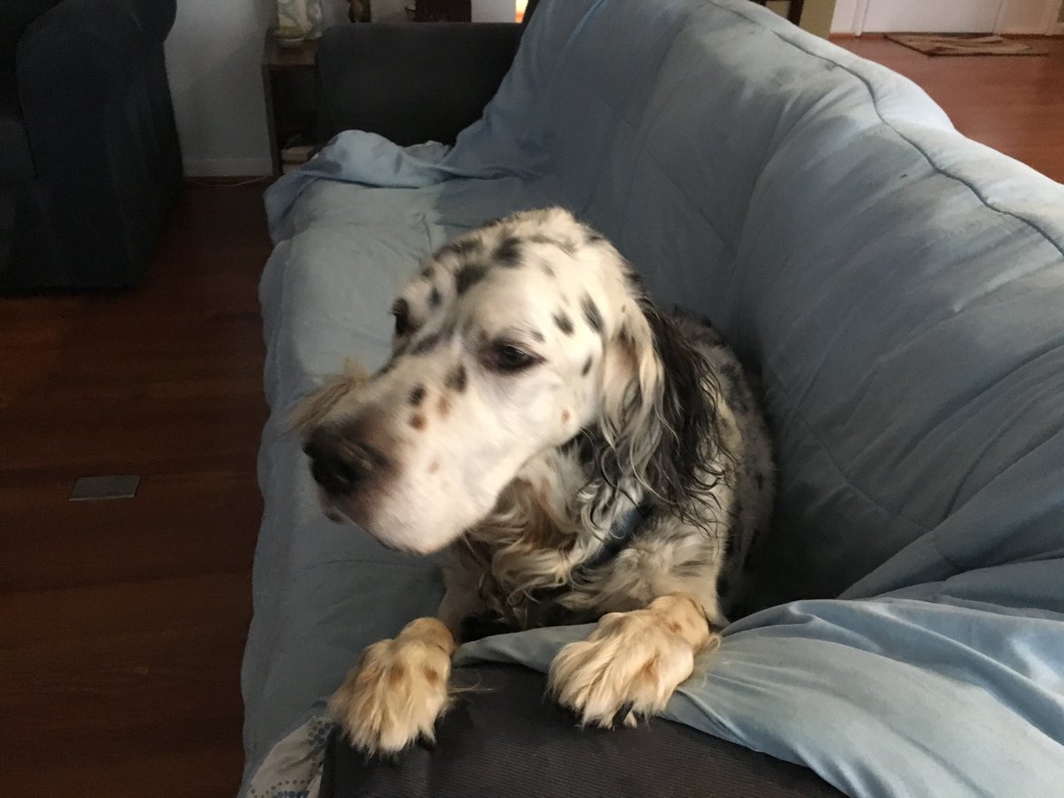 JRubinBlogger's tweet photo. Our hearts are heavy. After 12 1/2 loving years our dear James has passed over the bridge to doggy heaven. He was everything and more you could want in a pet. https://t.co/Y8d9B24pzw