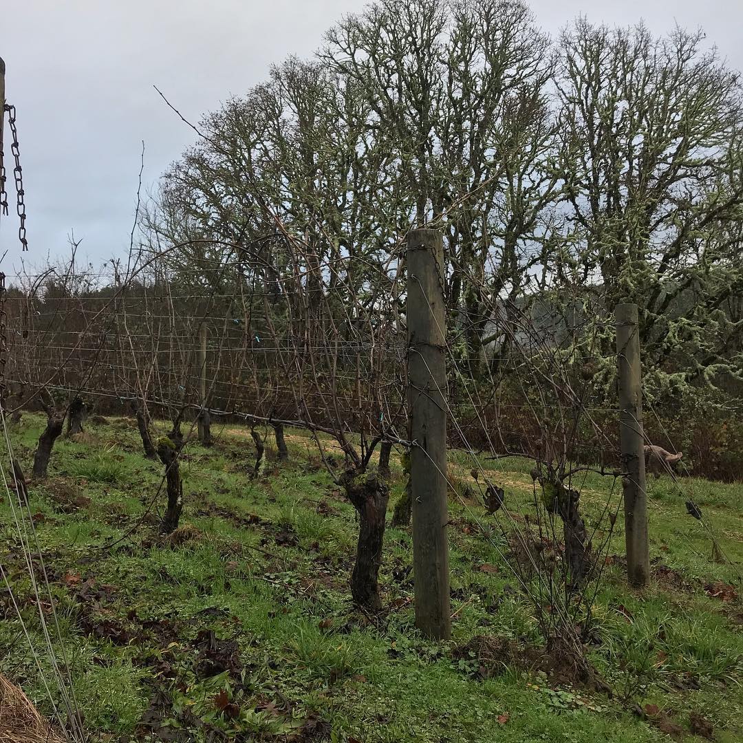 Domaine Nicolas-Jay tweet media