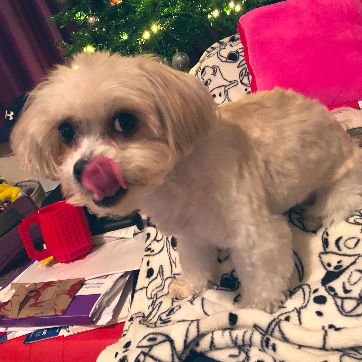 Hope it’s not too late - happy #TongueOutTuesday  Don’t worry hoomans the tree is down. #decemberflashback #ZSHQ  #DogsofTwitter #shorkie #iampuh 🐶🐾💕