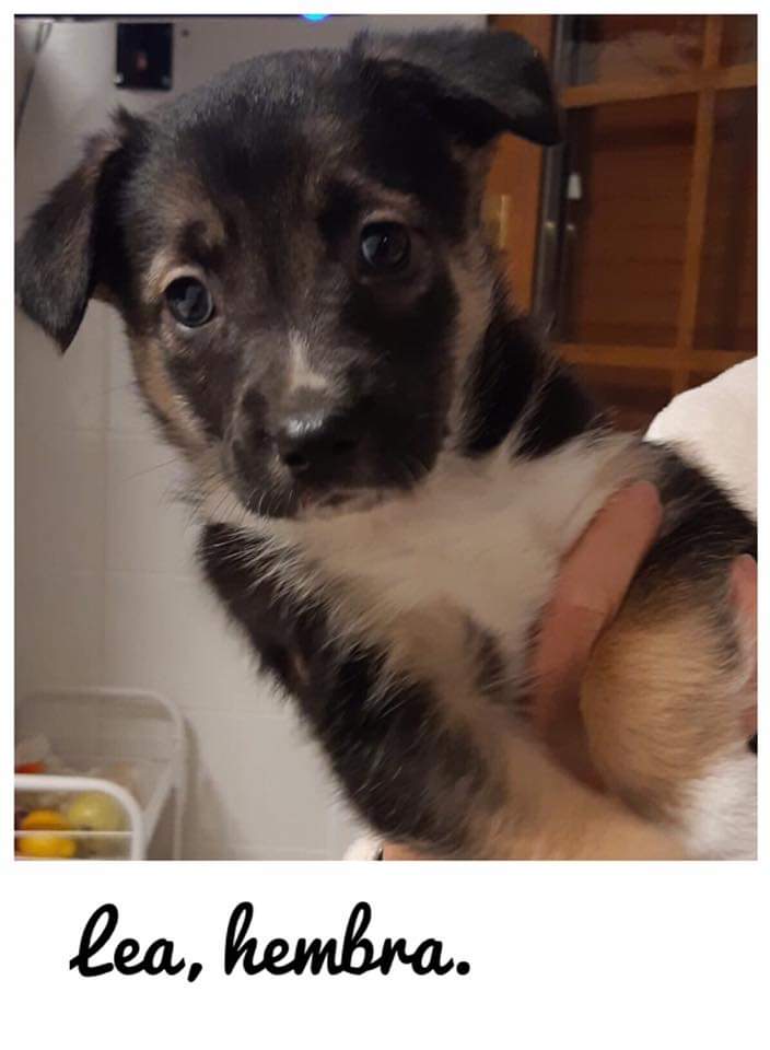 MirandaAnimalPA's tweet photo. Lea y lasa son dos cachorras nacidas el 4.12.2018 fruto de una camada indeseada. Son cruce de Border Collie con  Pastor Belga Malinois. Si quieres darles un hogar llama al 691754245 o escribe a mirandaanimal@gmail.com https://t.co/Zh1cwgjgtT