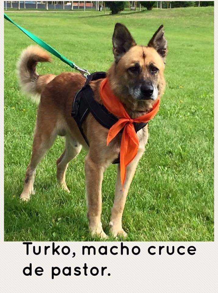 MirandaAnimalPA's tweet photo. Turco es un cruce de pastor alemán de 10 años que lleva mucho tiempo en la protectora, sin el calor de un hogar. Quieres ser su familia en sus últimos años?. Llama al 691754245 o escribe a mirandaanimal@gmail.com https://t.co/JFrPgxEYjD