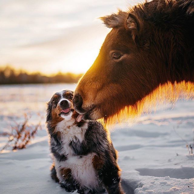 cowboymagic's tweet photo. Happy Tongue Out Tuesday!
Photo by @hollyupnorth
.
"Free Good Morning kisses! 😘 #whpunexpected" https://t.co/umzDuYZCUG https://t.co/ttebpIUGl6