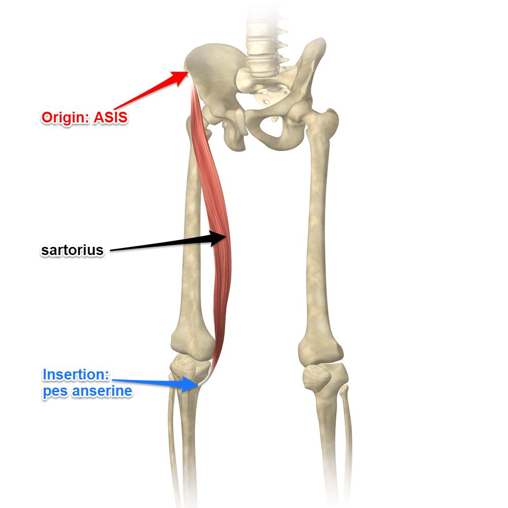 Invention: What Is The Longest Muscle In The Human Body