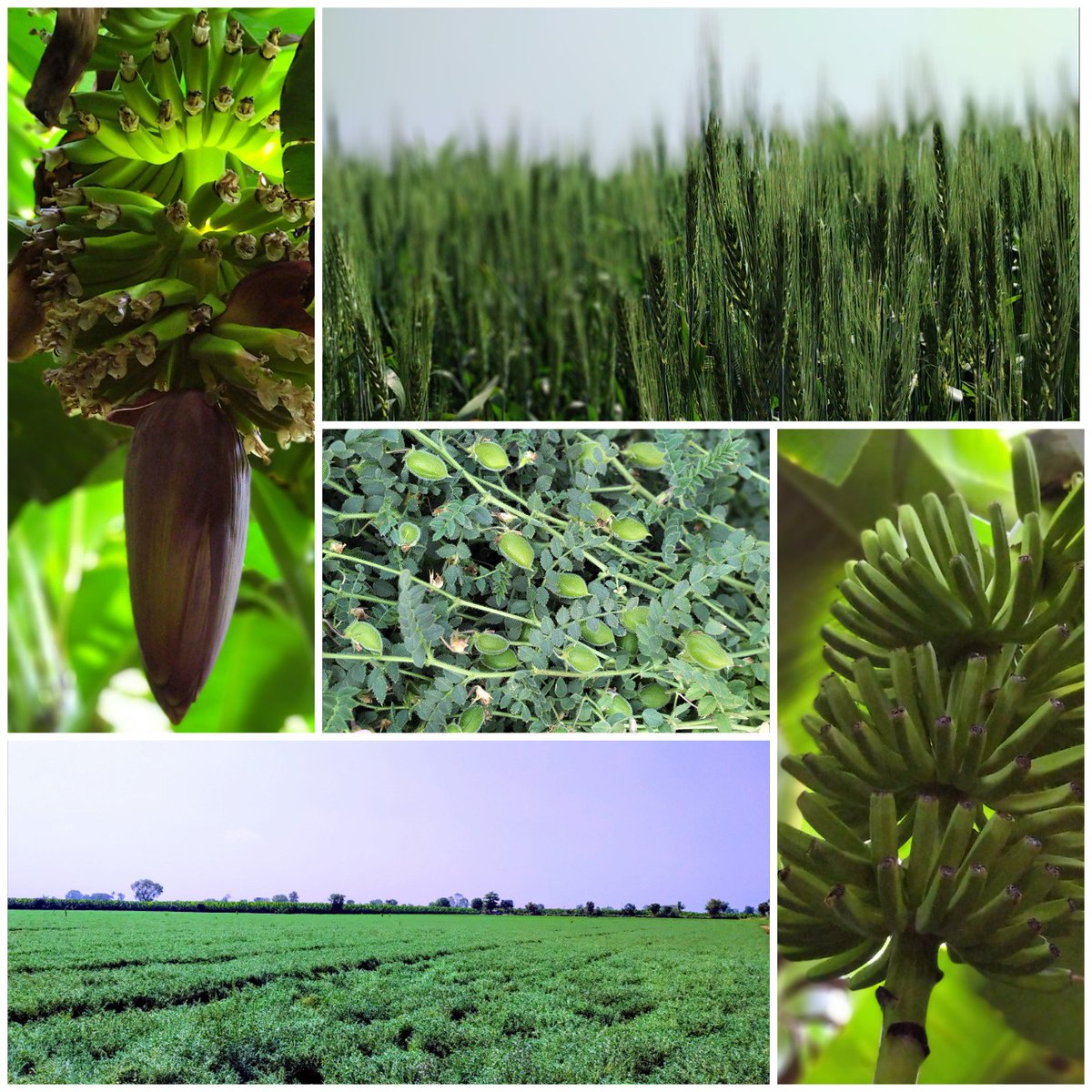 With #AriesAgro farmers growing Banana, Wheat, Chickpeas, Cotton and Maize over more than 1000 Acres... exclusively using only Aries nutrients!!!