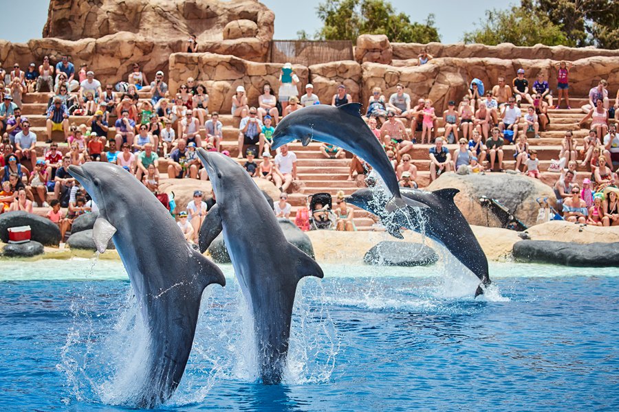 🇪🇸 En #Lanzarote tienes la posibilidad de pasar una jornada entre animales exóticos 🐃, shows con animales marinos 🐬 y parque acuático 🌊. Todo ello en el <a href="/RanchoTexasPark/">Rancho Texas Park</a> #Lanzarote  😮
 
 ow.ly/NXOs50k6q5T