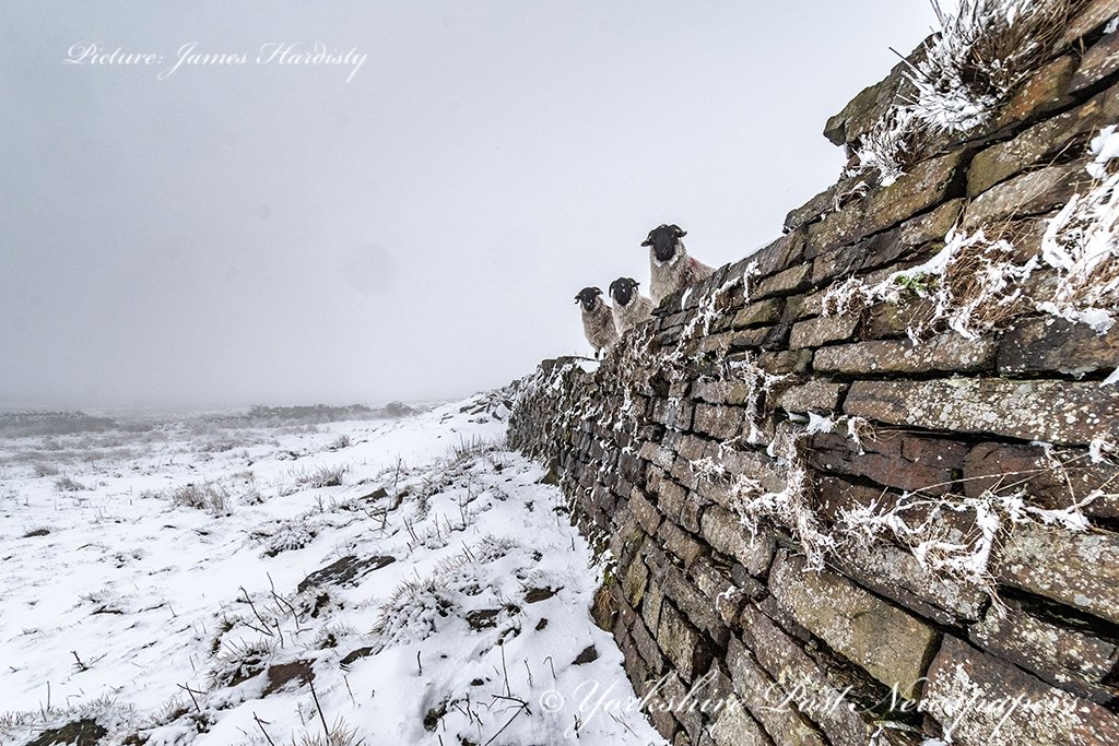 snapperjim's tweet photo. Good covering of #snow above #Homfirth #Huddersfield today #snowwatch @StormHour #Weather @MarisaCashill @Bella_Astro #snowuk #dogwalkers #hiking #sheep #farming #moorland @AmandaOwen8 @AJacksonArtist @DannyLawPhoto @MadCowFudge @yorkshirepost @chrisetchells @UKweatherpics https://t.co/2aDGfcnv1m
