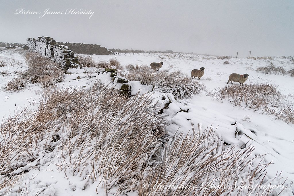 snapperjim's tweet photo. Good covering of #snow above #Homfirth #Huddersfield today #snowwatch @StormHour #Weather @MarisaCashill @Bella_Astro #snowuk #dogwalkers #hiking #sheep #farming #moorland @AmandaOwen8 @AJacksonArtist @DannyLawPhoto @MadCowFudge @yorkshirepost @chrisetchells @UKweatherpics https://t.co/2aDGfcnv1m