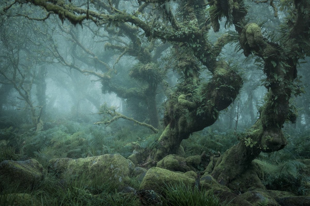 Lightroom's tweet photo. .@njburnell captures the misty moods of this forest in his photography series that looks straight out of a folk tale: https://t.co/12DbiQyQFk (via @Colossal) https://t.co/yxLpUx6tx4 https://t.co/8XptN7WPvV