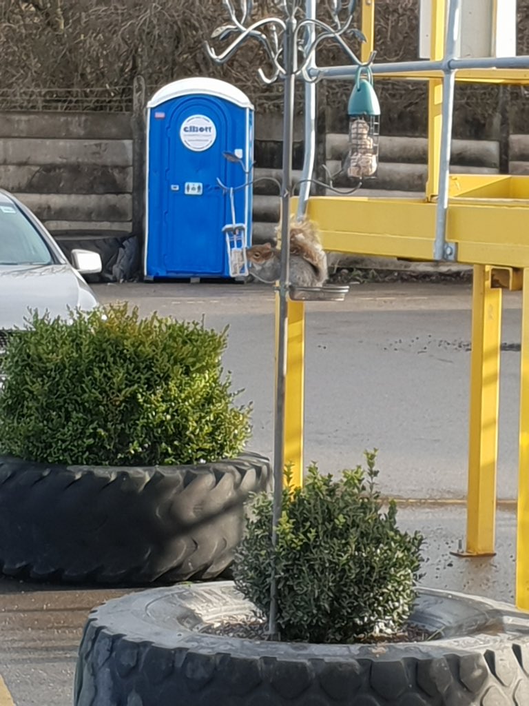 ExpressRedditch's tweet photo. Well it's not just birds we get on are bird feeder. This cheeky squirrel is helping it's self. https://t.co/CEeiJMkcSu